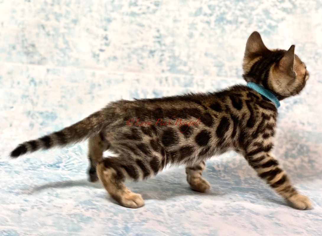 Bengal Cat Adoption Oregon